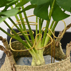 M METERXITY 2-Pack Monstera Plant Support, 11x5.9 Inch Reusable Sturdy Alloy Plant Support Stakes Unique Design for Potted Plants Flowers/Vegetables/Indoor Outdoor Climbing Plants [Gold]