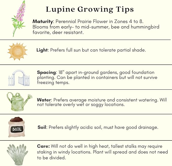Clovers Garden Lupine Gallery Mix (Lupinus) Plants – Two (2) Live Plants – Non-GMO - Not Seeds - Each 4" to 8" Tall – in 4" Inch Pots – Perennial Flower