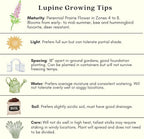 Clovers Garden Lupine Gallery Mix (Lupinus) Plants – Two (2) Live Plants – Non-GMO - Not Seeds - Each 4" to 8" Tall – in 4" Inch Pots – Perennial Flower
