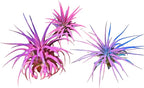 Rainforest Grown 3 Pack Ionantha Air Plants Assorted Sizes Cotton Candy Enhanced Coloring - Live Tillandsia - 1 to 3 inches Succulents 30 Day Guarantee