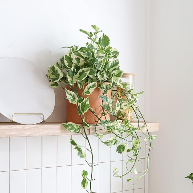 Pothos N'Joy (4" Grower Pot) - Low Light and Healthy Houseplant - Easy to Care Indoor Houseplant