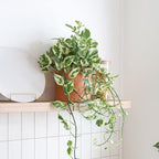 Pothos N'Joy (4" Grower Pot) - Low Light and Healthy Houseplant - Easy to Care Indoor Houseplant