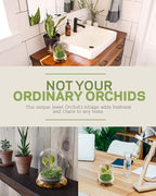 Bloomify Jewel Orchid, Live Orchid in Self-Sustaining Ecosystem, 100% Maintenance Free Healthy Terrarium Plants Guarantee, Great as Office and Home Decor (M. sanderiana with Moss)