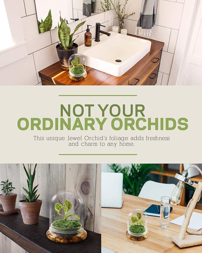 Bloomify Jewel Orchid, Live Orchid in Self-Sustaining Ecosystem, 100% Maintenance Free Healthy Terrarium Plants Guarantee, Great as Office and Home Decor (M. sanderiana with Moss)