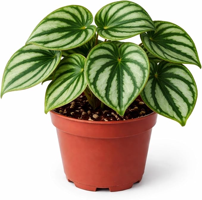 Watermelon Begonia Live Plant – Begonia with Silver & Green Striped Leaves in 2 Inch Pot – Easy Care Indoor Houseplant