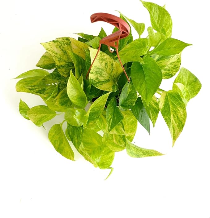 Shop Succulents Rare Pothos Neon Queen, Live Indoor Plant, Low Maintenance Houseplant with Vibrant Neon Green and White Variegated Leaves, Home Decor, Office Plant, 6 Inch Nursery Pot