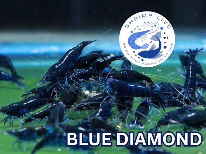 SF Aquatic™ Choose Your Favorite Color High Grade Neocaridina Live Freshwater Aquarium Shrimps. Fully Mature Breeding Age. Live Arrival Guarantee. (Blue Diamond, 20 Shrimps)