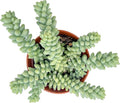4" Succulent Donkey Tail, Live Succulents Plants Fully Rooted, Unique Gift, Hand Selected House Plant