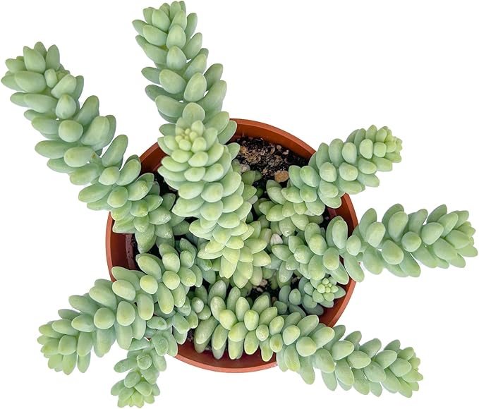 4" Succulent Donkey Tail, Live Succulents Plants Fully Rooted, Unique Gift, Hand Selected House Plant