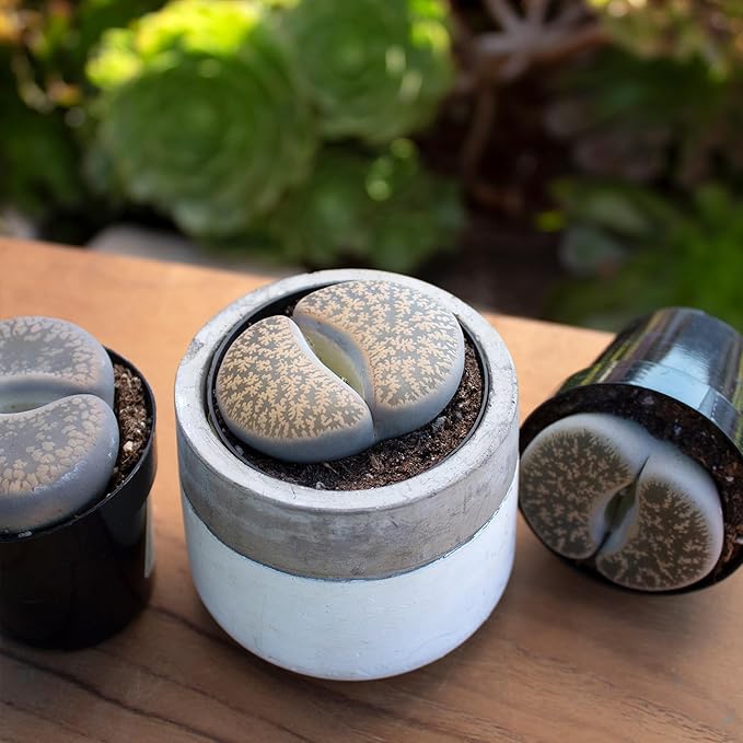 Plants for Pets Safe Non-Toxic Living Stones Succulents (8PK) XL Real Giant Lithops, Live Succulent Plants for Cats & Dogs, 2.5" Pots, Pet Friendly Houseplants, Unique Houseplant for Home or Office