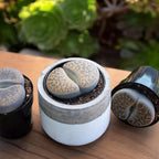 Plants for Pets Safe Non-Toxic Living Stones Succulents (8PK) XL Real Giant Lithops, Live Succulent Plants for Cats & Dogs, 2.5" Pots, Pet Friendly Houseplants, Unique Houseplant for Home or Office