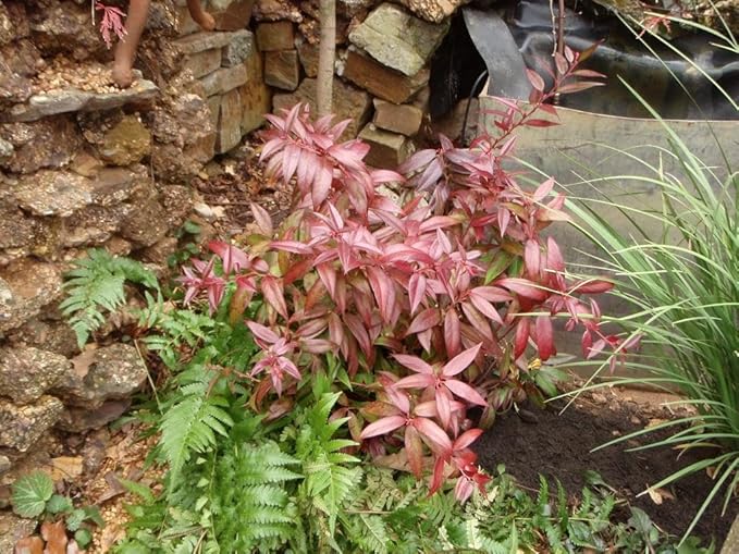 ReJoyce Coast Leucothoe – Evergreen Shrub for Shade Gardens, Borders & Containers – Fragrant, Deer-Resistant, Pet Safe – Low Maintenance, Attractive Foliage & Blooms 1 Gallon