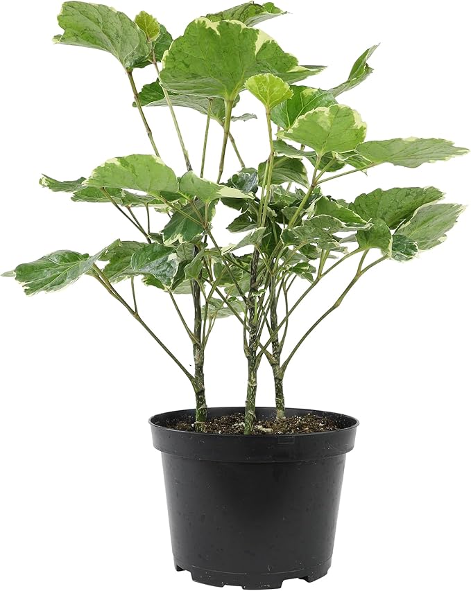 Dinner Plate Variegated Aralia Balfouriana in 6" Grower Pot, Rare Live Houseplant, Easy Care Plant for Home or Office by Plants for Pets
