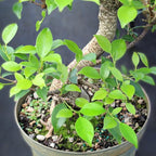 Brussel's Bonsai - Live Golden Gate Ficus Bonsai Tree Kit with Ceramic Bonsai Pot & Bonsai Soil, Indoor Bonsai Plant Starter Kit, Easy Care Houseplant for Home or Office (Medium)
