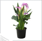 Live Flowering Calla Lily (2 Plants Per Pack) - Purple Bicolor, 3+ Blooms - Beautiful Spring Perennial - 12" Tall by 5" Wide in 1 Qt Pot