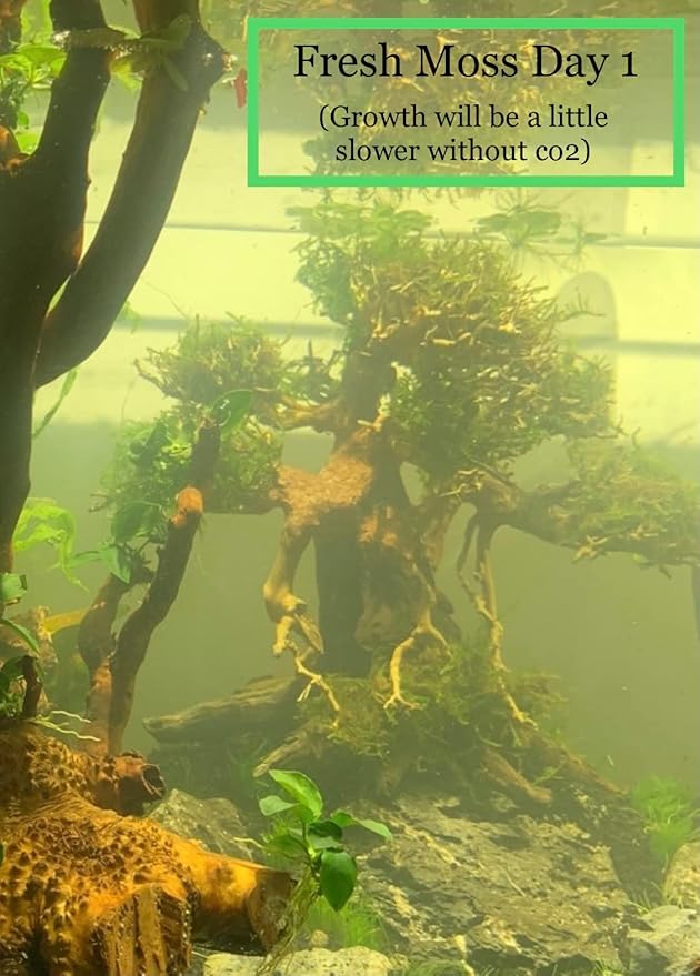 Marcus Fish Tanks Christmas Moss Vesicularia Montagnei Easy to Grow Live Aquarium Plants Buy 2 Get 1