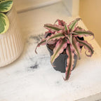 Plants for Pets Red Earth Star Cryptanthus in 3.5 Inch Grower Pot, Pet Friendly Plants, Air Purifying Plants Indoor Houseplants, Live Bromeliad, Easy Plant Gift, Dog & Cat Safe Houseplant