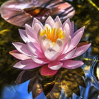 Nymphaea Fabiola Pink Hardy Water Lily Rhizome Live Aquarium Plant BUY2GET1FREE