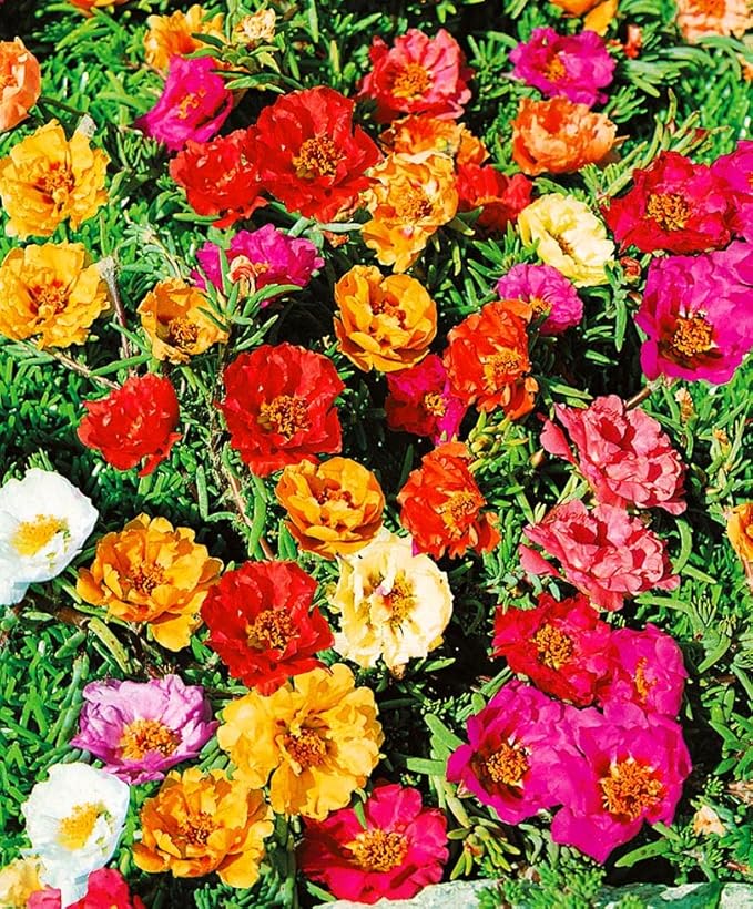 Purslane Double Flower Mix Terry Portulaca Grandiflora Seed Mix 500+ Seeds for Growing Flower Garden
