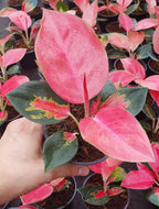 Pink Pearl Chinese Evergreen Plant - Aglaonema - Low Light - 4" Pot