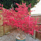 2 Burning Bushes Tree for Planting | 8-12" Rooted Cuttings | Hardy Fire Bush Shrub Live Plant to Decorative Hedge