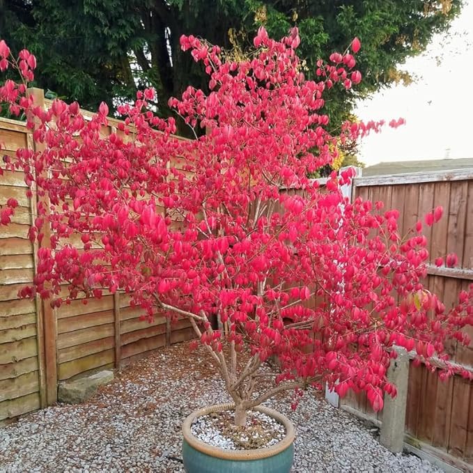 2 Burning Bushes Tree for Planting | 8-12" Rooted Cuttings | Hardy Fire Bush Shrub Live Plant to Decorative Hedge