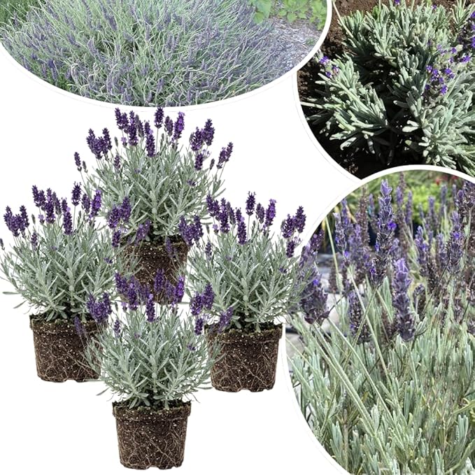 4 Lavender Plants Live Starter Plants 4-6" in Tall, Hardy Perennial Lavender for Garden and Landscape with Fragrant Purple Blooms, No Pot (Blue-Purple)