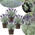 4 Lavender Plants Live Starter Plants 4-6" in Tall, Hardy Perennial Lavender for Garden and Landscape with Fragrant Purple Blooms, No Pot (Blue-Purple)