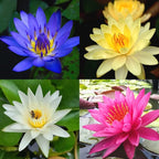 4 Pack Water Lily Tubers Live Aquatic Plant Freshwater Pond Garden Colorful by Greenpro