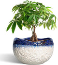 Ceramic Flower Pots - 10 Inch Planter for Indoor Outdoor Plants, Decorative Planter with Drainage Hole and Plug, Round Large Plant Pots, Garden Decor, Gifts for Plant Lovers, Beige-Blue