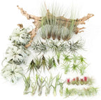 Tillandsia Air Plants, Pack 12 Live Indoor Air Plants, Low Light Tillandsia Houseplants for Terrariums and Decorative Displays