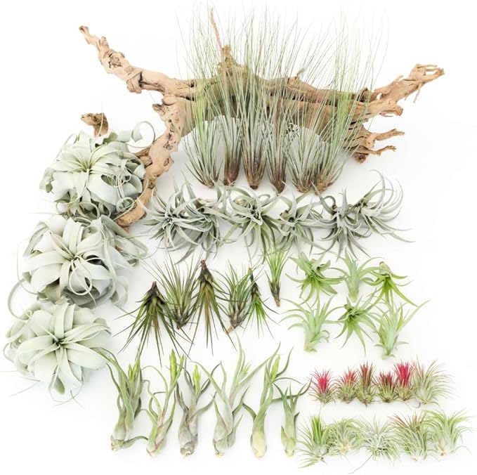 Tillandsia Air Plants, Pack 12 Live Indoor Air Plants, Low Light Tillandsia Houseplants for Terrariums and Decorative Displays