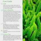 American Plant Exchange Live Foxtail Fern Plant, Plant Pot for Home and Garden Decor, 10" Pot