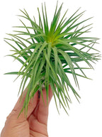 ragnaroc Air Plants - Flowering Tillandsia Pink Paske Large 5" - 3ct - Live Arrival Guaranteed - House Plants for Home Decor & Gift