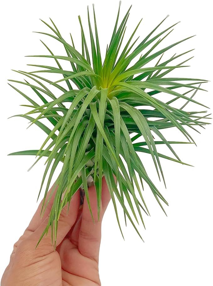 ragnaroc Air Plants - Flowering Tillandsia Pink Paske Large 5" - 3ct - Live Arrival Guaranteed - House Plants for Home Decor & Gift