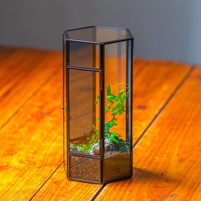 NCYP Small Glass Terrarium with Mesh and Door for Spiders, Hexagon Shape Small Mantis Vented Glass Terrarium 4.9'' x 4.3'' x 9.4'', Tabletop Decor, Black (Plants Not Include)