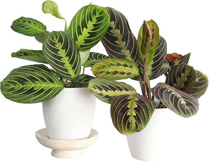 Thorsen's Greenhouse Prayer Plants Set of 2, Maranta leuconeura, Pet Safe, Low Light, Live Indoor Plants, 4" Diameter Plants, Classic Pots (White)