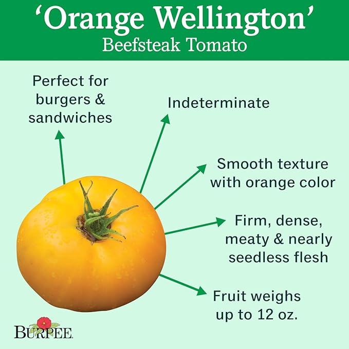 Burpee 'Orange Wellington' Hybrid, Orange Beefsteak Slicing Tomato, 65 Non-GMO Seeds