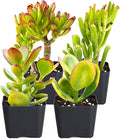 Sprout N Green Jade Succulent Collection, 4 Live Succulent Plant Fully Rooted in 2inch Starter Pot, Home Office Indoor Outdoor Wedding Decoration DIY Projects Party Favor