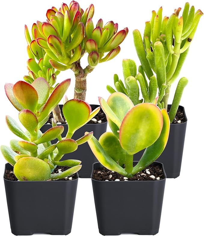 Sprout N Green Jade Succulent Collection, 4 Live Succulent Plant Fully Rooted in 2inch Starter Pot, Home Office Indoor Outdoor Wedding Decoration DIY Projects Party Favor