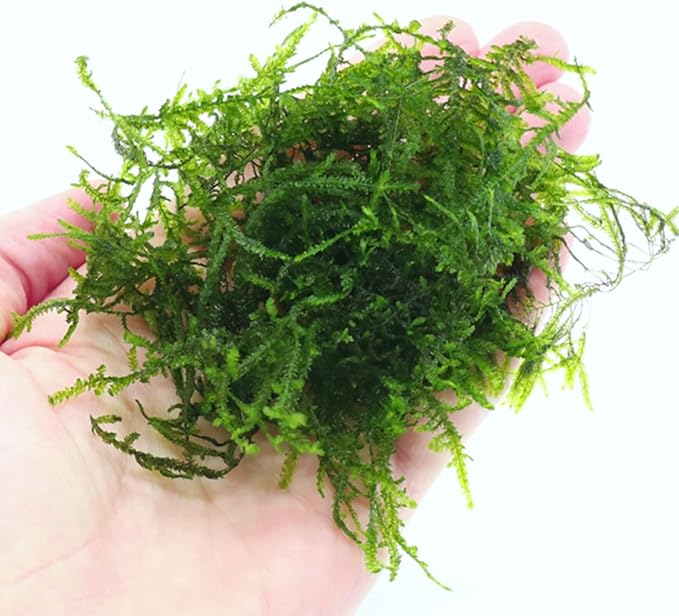 3xJava Moss Plants, Live Aquarium Plant | Versatile & Low-Maintenance Aquatic Moss Plant Perfect for Creating Beautiful Aquascapes Bunch Special BUY2GET1FREE