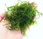3xJava Moss Plants, Live Aquarium Plant | Versatile & Low-Maintenance Aquatic Moss Plant Perfect for Creating Beautiful Aquascapes Bunch Special BUY2GET1FREE