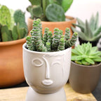 Altman Plants 3.5" Crassula Baby Necklace, Succulent Plants Live Succulents Plants Live Indoor Plants Live Houseplants Live Indoor House Plants Indoors Live Plants Outdoor Plants Live Succulent Plants