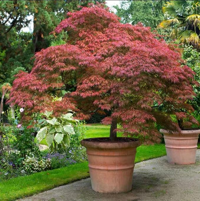 2 Red Japanese Maple Trees – Live Plants, 2-3 Ft Tall, Stunning Foliage - 2 Pack