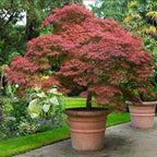 2 Red Japanese Maple Trees – Live Plants, 2-3 Ft Tall, Stunning Foliage - 2 Pack