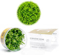 Ultum Nature Systems Micranthemum Monte Carlo Tissue Culture Live Plant for Aquarium, Aquascape, Freshwater Planted Fish Tanks - 100% Snail Free in Vitro