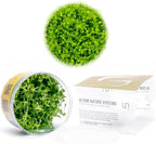 Ultum Nature Systems Micranthemum Monte Carlo Tissue Culture Live Plant for Aquarium, Aquascape, Freshwater Planted Fish Tanks - 100% Snail Free in Vitro