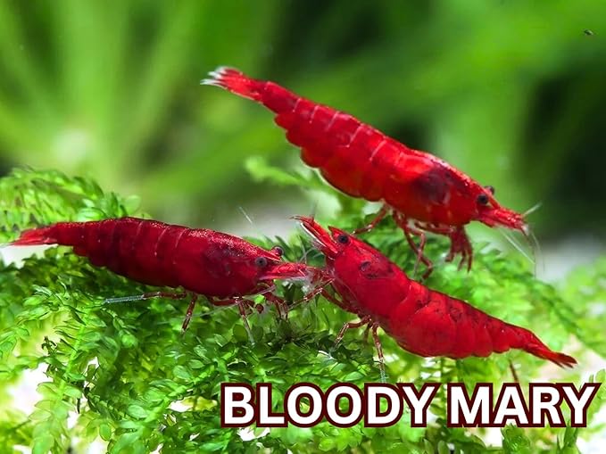 SF Aquatic™ Choose Your Favorite Color High Grade Neocaridina Live Freshwater Aquarium Shrimps Fully Mature Breeding Age. Live Arrival Guarantee. (Bloody Mary, 20 Shrimps)