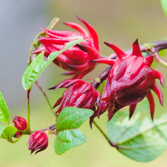 300+ Roselle Seeds for Planting - Hibiscus Sabdariffa, Jamaican Sorrel Seeds Cranberry Hibiscus, Red Roselle Seed for Flowers Tea & Jam Syrup, Warm Season Garden Flower Seed for Home Growing