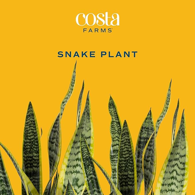 Costa Farms Snake Plant, Extra Large Live Plant in Plastic Pot, Easy to Maintain, Air Purifying Succulent Indoor Houseplant, Assorted Variety, Home, Room, or Boho Decor, 3-4 Feet Tall